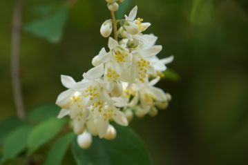 日当たりの良い側の枝が一枝、何とか花を咲かせていましたので、なんとか観察をすることができました。