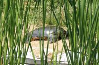 25日：温室エリア池のふちで甲羅干しをするニホンスッポン