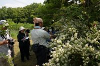 25日：植物園を楽しむ会（卯の花とトキソウの初夏を楽しむ）