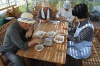 21日：ボランティアさんによるオキナグサ種子の精選作業