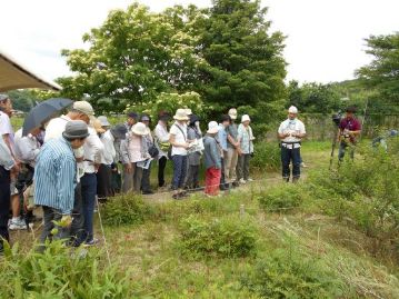 オキナグサの植栽地。綿毛もすっかり飛んで、葉っぱだけになっていました。