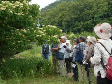 こちらは満開のクマノミズキ。標高の高い場所に生育するミズキそのものとは違い、低標高地にも生育する種類です。