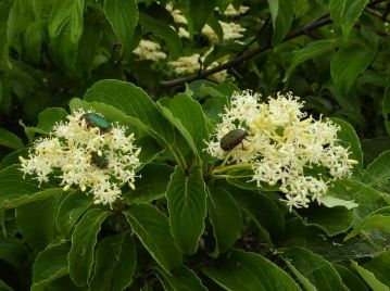 クマノミズキの花にはハナムグリの仲間などがたくさん訪花しており、昆虫たちのレストランになっていました。
