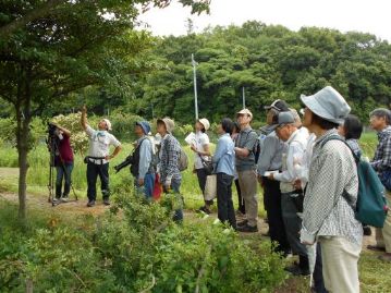 こちらは神事に使うサカキの木。頭上から何やらブンブンという羽音が聞こえてきます。