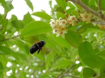 クマバチが訪花していました。体のサイズが大きく、羽音もうるさいのですが、おとなしいハチです。