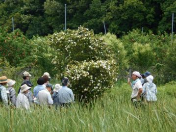 ちょっと花のピークを過ぎた感じのクチナシの木。花は古くなると白からクリーム色に変化します。花はとても良いにおいがします。