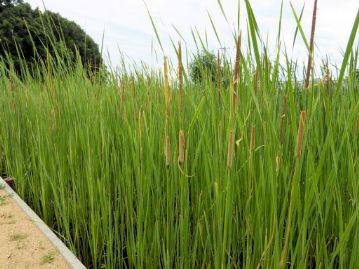 池の中にはヒメガマが花を咲かせていました。ソーセージのようなのが雌花序、その上の部分が雄花序で、たくさんの花粉を出しています。