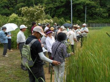 ガマの花粉は「蒲黄」といって、擦り傷や赤むけなどに効く生薬とされます。古事記の「因幡の白ウサギ」はガマの花粉でキズを治しますので、古くから薬効が知られていたことが分かります。