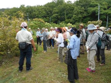 先月の楽しむ会のときには蕾だったマルバコウツギ。残念ながら、クチナシ以上に花の見ごろを過ぎてしまっていました。