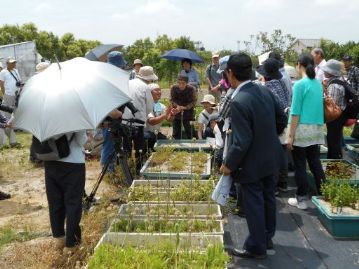 水生植物などの栽培場に移動。一見なにも生えていないようなプランターを良く見てみると…。