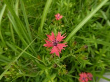 岡山県では新見市の鯉ヶ窪湿原でしか見られなくなった、オグラセンノウの花も観察することができました。数日前から咲き始めたばかりです。