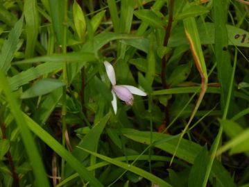 湿地の草の中を良く見ると、トキソウの花も咲き残っていました。