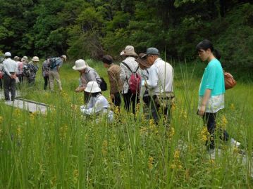 クサレダマの黄色の花を撮影する参加者。マメ科のレダマという低木の花に花色が似ているので、「草・連玉」です。