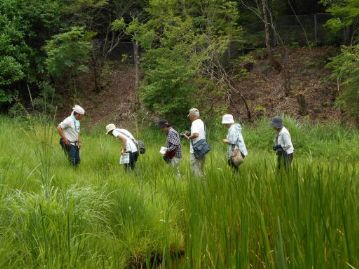 ショウブ池のふちを通って、その奥に咲いている植物を観察します。道が細いので、数人づつ順番に観察。