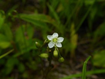 食虫植物のモウセンゴケの花。晴れた日の午前中にしか咲かないのですが、この日は薄曇りでも少し日射しがあったりしましたので、幸運なことに開花していました。