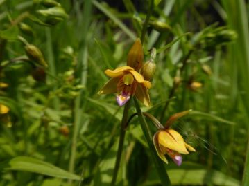 湿地に咲くランの仲間、カキランの花がちょうど見ごろでした。