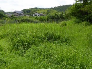 ユウスゲの植栽地。たくさんの花茎が伸びてきています。少しだけ咲き始めているものもありましたが、ほとんどがまだまだこれからという印象。