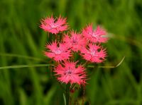 25日：オグラセンノウの開花（湿地エリア）