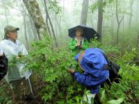 13日：岡山県自然保護センター ブナ林調査（新見市）