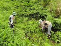 28日：サクラソウ自生地草刈り保全活動（真庭市）