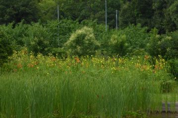 この日のように、昼過ぎから雲が出たり夕立があったりすると、ユウスゲの開花が早まります。4時半ごろにはかなり開花していました。