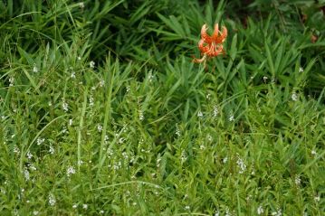 そろそろ花期も終盤のヌマトラノオ。オレンジ色の花はコオニユリ。