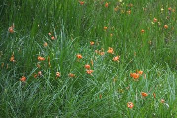今年はコオニユリの当たり年らしく、湿地の内部には例年以上にたくさんの花が見られます。
