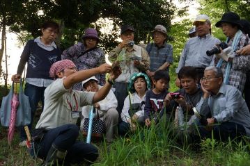 「ユウスゲ観賞会」なので、普段は「観賞」できない根の部分も、株を掘り上げて観察しました。