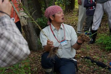 コオニユリの根はいわゆる「ユリ根」の形ですが、ユウスゲの根は球根ではなく、ヒゲ根で、根の途中が芋のように膨らんで養分をため込んでいます。