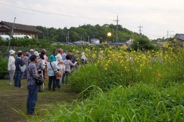 観察路をぐるっとまわって、ユウスゲの植栽地に到着。まだ明るいですが、天候の関係もあってユウスゲはすっかり開花していました。