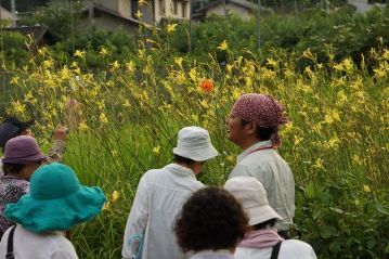 今年は、ユウスゲの仲間に付くアブラムシの発生数が多く、ユウスゲの開花数がやや少なくなっています。それでもここだけで数百の花が観察できました。