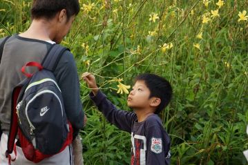 中国では、ユウスゲのことを「麝香萱」とも呼びます。「麝香」はムスクのこと。花の香りはわかったでしょうか？