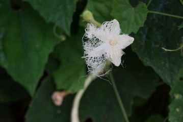 温室エリアに戻ると、金網フェンスに絡んだカラスウリの花が咲きはじめていました。