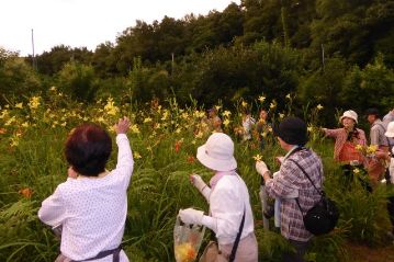 池の北側のユウスゲの植栽地。ユウスゲの黄色とコオニユリの朱色のコントラストを眺めながら、ユウスゲの花をむしる参加者の皆さん。