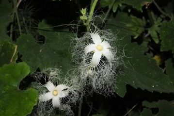 閉会後の園内の様子。カラスウリの花がすっかり開いています。