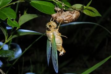 クマゼミは成虫の姿になり、抜け殻につかまって翅をのばしていました。