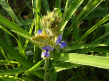 これは夜に開花するのではなく、正午を過ぎると咲く、タヌキマメ。これは「いつ閉じるのか」の観察が目的。