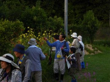 夜に咲く花といえば、この日もユウスゲの観察をしっかりとおこないました。希望者には花を採取してお土産にしてもらいました。