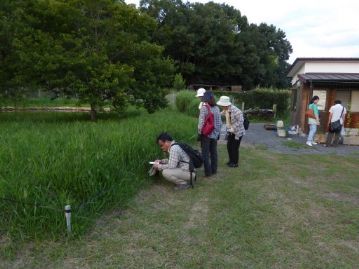 ちょうど19時ごろ、タヌキマメを観察していた参加者から、「あれぇ～？」という声。