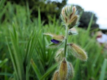 なんと、正午ごろに咲いたばかりのタヌキマメの花がもうしぼみかけていました。「1日」どころか、たった6時間ほどしか開花しないようです。（撮影：19：03）