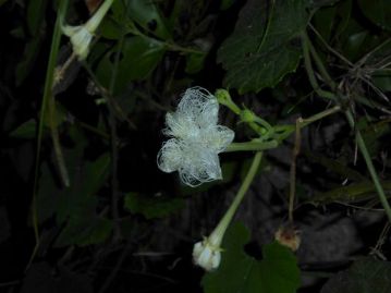 19時18分、カラスウリの花はかなり開花し、後は特徴でもあるレース状の花弁が広がれば開花終了です。