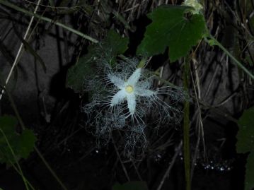 19時29分、すっかりレース状の花弁が開いたカラスウリの花。繊細な糸状の部分がもつれずに開くのが不思議です。