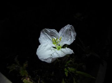 暗闇に浮かびあがる純白のツキミソウの花。閉会予定時刻（20時）の10分前に開花完了という、千両役者ぶりでした。