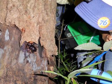 樹液が発酵している匂いを覚えてもらおうと思って、園内の樹液が出ているアベマキの木のところに案内すると、運がいいことに？カブトムシの雄が1匹樹液に来ていました。
