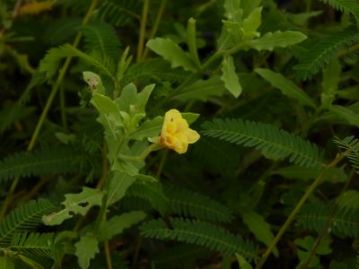 夜に咲く花、コマツヨイグサは当然ながら、萎んでいました。