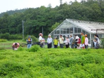 カワラケツメイ畑の前で、カワラケツメイを食草とする絶滅危惧種のチョウ、ツマグロキチョウのことなどを解説中。