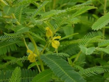 カワラケツメイも夜間は葉を閉じていますが、もうすっかり葉を開き、花も開花していました。