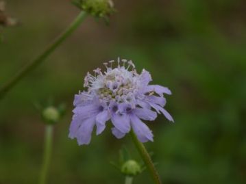 マツムシソウ科のマツムシソウです。岡山県では県北の草地などに生育する植物ですが、減少傾向にあり、岡山県RDBでは準絶滅危惧とされています。