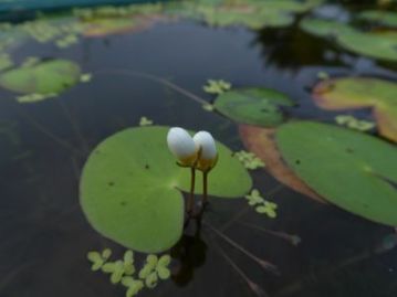 こちらは大きな米粒のような蕾が水面に出ていた、ガガブタ。午前中には開花するはずですが、ちょっと早かったようです。