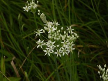 一種類はヒガンバナ科ネギ属のかわいらしい花が咲く植物。食べても美味しい「ニラ」です。園内のあちこちで野生化したものが生育しています。